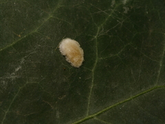 Lichtensia viburni