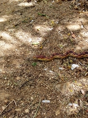 Pituophis vertebralis