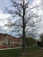 Acer pseudoplatanus