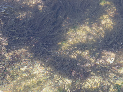 Hypnea observed 2026-08-12