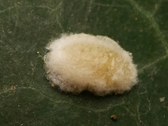 Lichtensia viburni