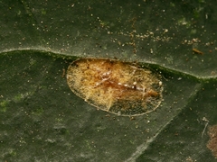 Lichtensia viburni