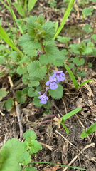 Glechoma hederacea