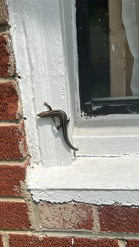 Common Five-lined Skink
