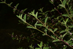 Lantana fucata