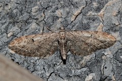 Eupithecia innotata