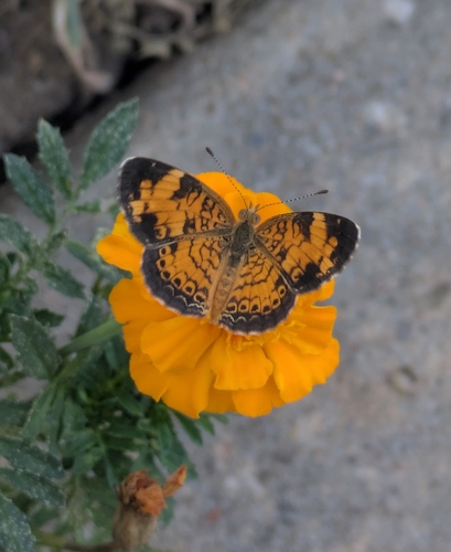 Pearl Crescent