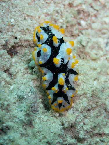 Rüppell's Wart Slug