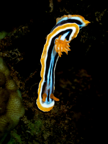 Pyjama Slug
