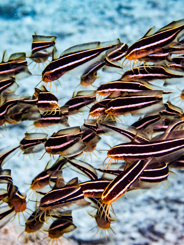 Striped Eel Catfish