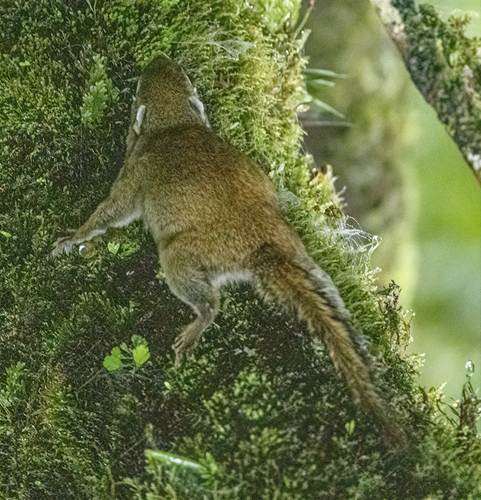 Jentink's Squirrel