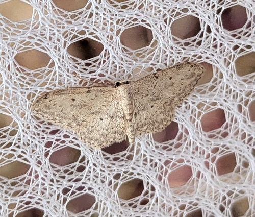 Small Dusty Wave photo 6