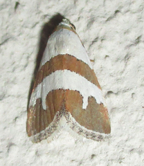 Eublemma alexi