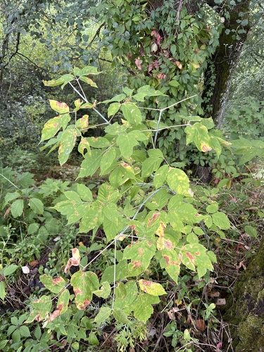 box elder