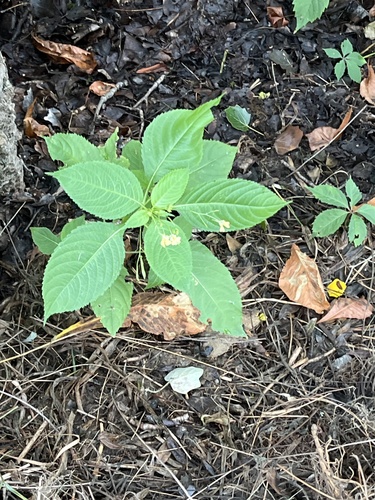 small balsam