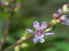 Cuphea epilobiifolia