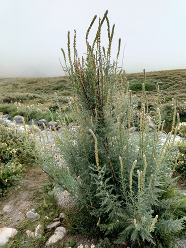 Myricaria bracteata, photograph 5