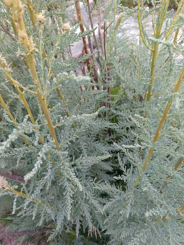 Myricaria bracteata, photograph 6