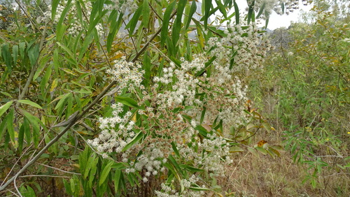 Bee bush