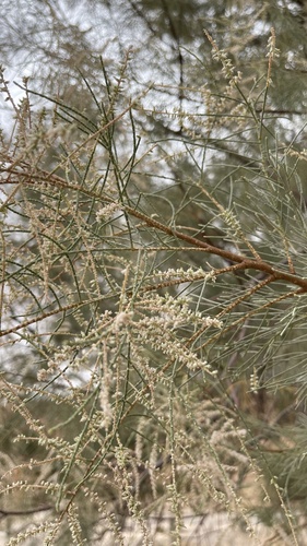 athel tamarisk