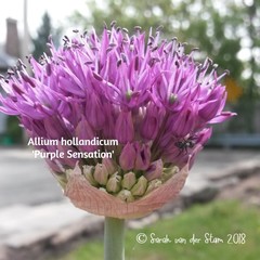 Allium hollandicum