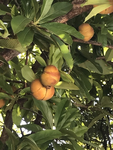 Dillenia indica
