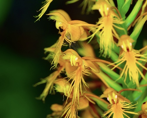 Platanthera chapmanii, photograph 6