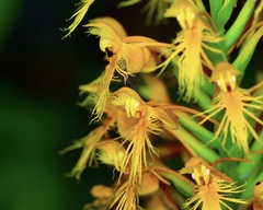 Platanthera chapmanii, photograph (c) Michelle W. （鍾偉瑋）, some rights reserved (CC BY)