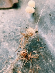 Latrodectus geometricus