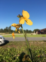 Chapmannia floridana, photograph author not stated, no rights reserved