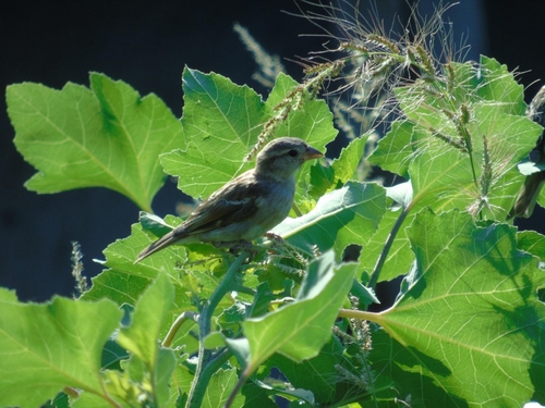 House Sparrow