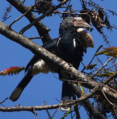 Silvery-cheeked Hornbill