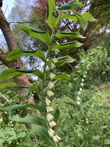 Daugiažiedė baltašaknė nuotrauka