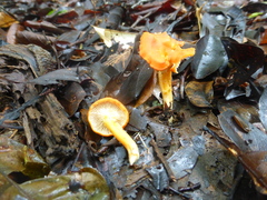 Cantharellus guyanensis