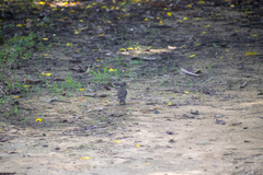 Turdus ignobilis