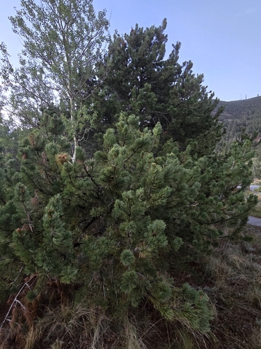 Picea engelmannii, photograph 3