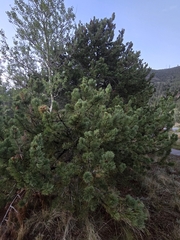 (c) Alan Rockefeller, some rights reserved (CC BY) Picea engelmannii, photograph (c) Alan Rockefeller, some rights reserved (CC BY)