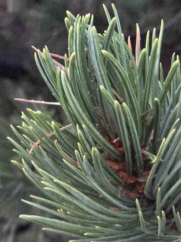 Picea engelmannii, photograph 4