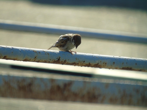 Eurasian Tree Sparrow