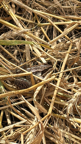 Wood Frog
