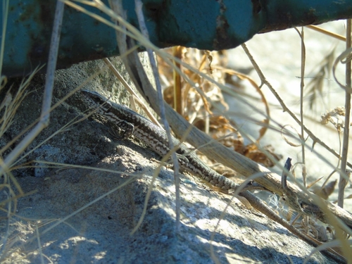 Common Wall Lizard