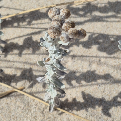 Achillea maritima