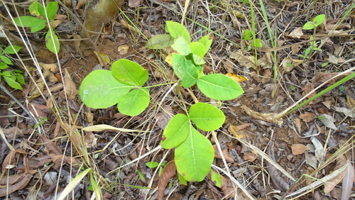 Longstalk Currantrhus