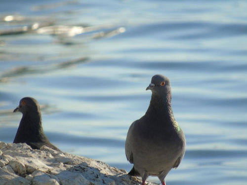 Feral Pigeon