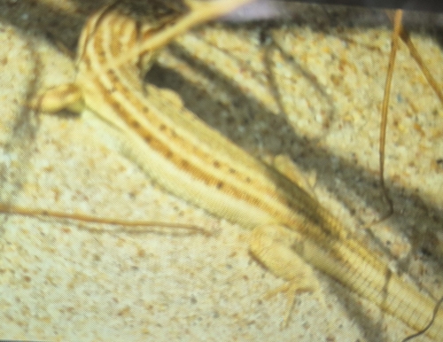 Lagartija Colirroja