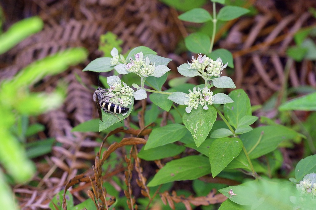Pycnanthemum albescens; photograph (c) Michelle W. (鍾偉瑋), some rights reserved (CC BY)