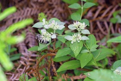 Pycnanthemum albescens