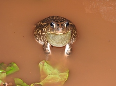 Sclerophrys gutturalis