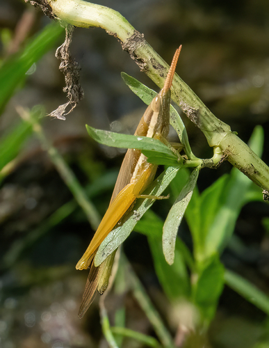 Cattail Toothpick Grasshopper