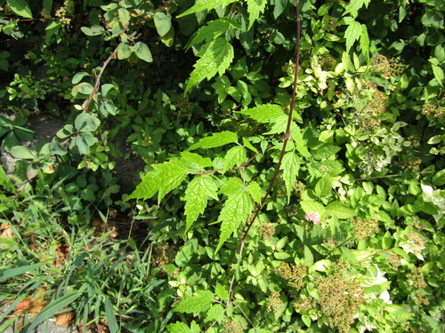 Clematis brevicaudata